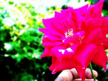 Pure Pink - sunlight, bush, pink, grass, flower