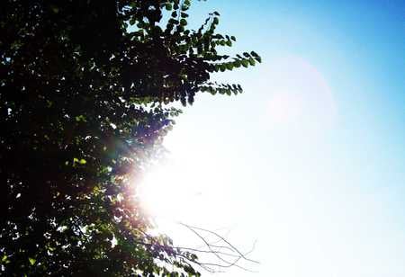 Solar Blue - blue, wood, pine, lense flare, tree, sky