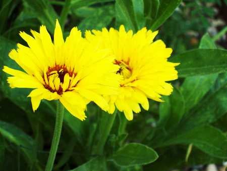 Yellow Pair - sunlight, bush, flower, yellow