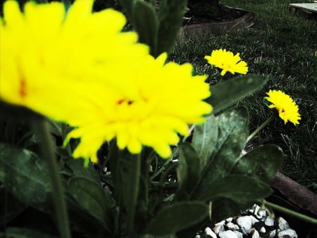 Scattered Yellow - sunlight, bush, flower, yellow