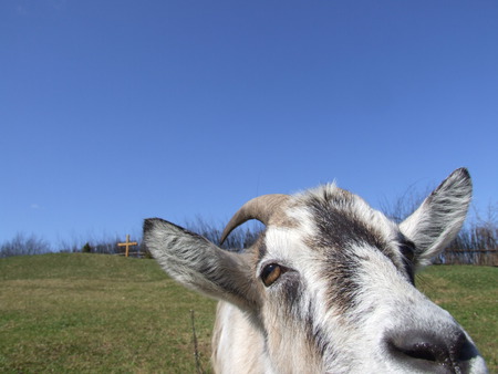 Goat - goat, blue, animals, sky