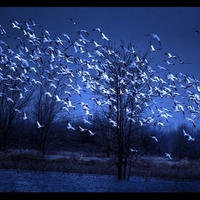 birds in blue