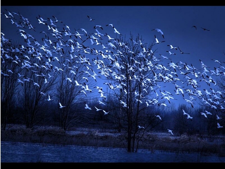 birds in blue - blue, birds