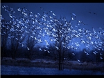 birds in blue