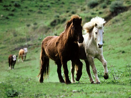 Two friends - animal, cavalo, horse