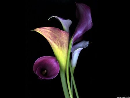 calla - anime, nature