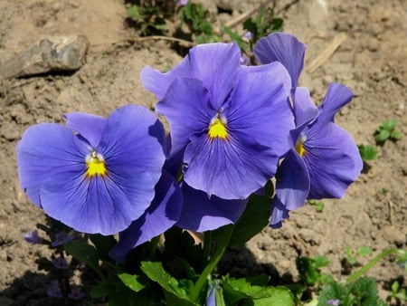 Pansies - nature, purple, photography, flower, pansies