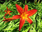 Orange Lily