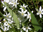 Star of Bethlehem