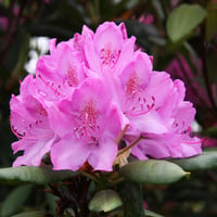 Pink Rhododendron