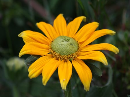 My Sunshine - nature, yellow, photography, sunshine, flower