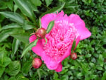 Peony