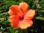 Hibiscus