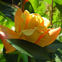 Yellow Rose