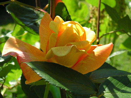 Yellow Rose - nature, yellow, photography, rose, flower