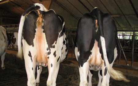 moo moo - tails, nice, farm, humour skz, cow, photography, animals, black, other, white, meat, france, cool, tail, funny, black and white, lovely, pie, picture, cows, beautiful, barn