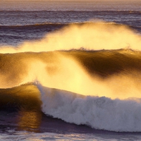 GOLDEN WAVES