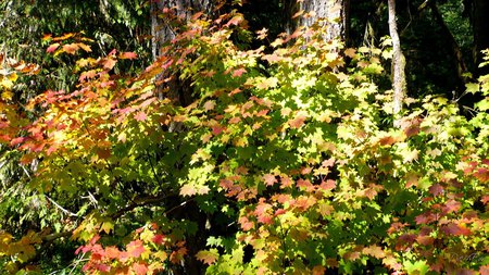 October Colors - widescreen, fall, forests, autumn, seasons, colors, washington