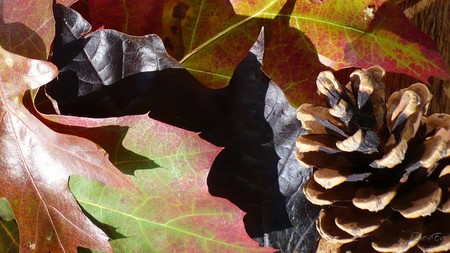 Cone and Leaves - widescreen, fall, autumn, washington, leaves