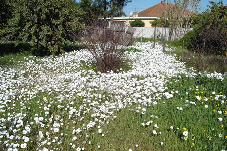 Wild Flowers - flowers, spring