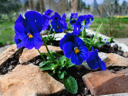 Blue pansies - flowers, blue