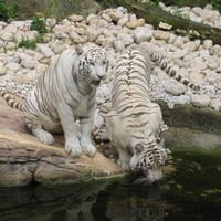 White tigers