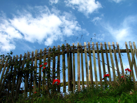 heaven fence  - fence, flowers, heaven