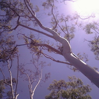 Trees and light