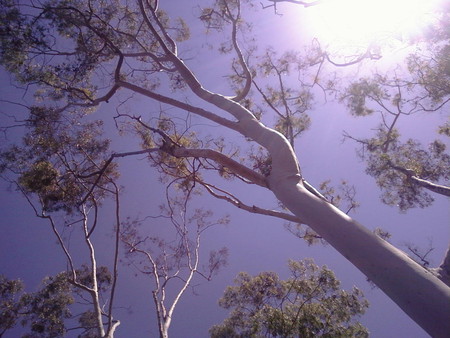 Trees and light - nature, trees