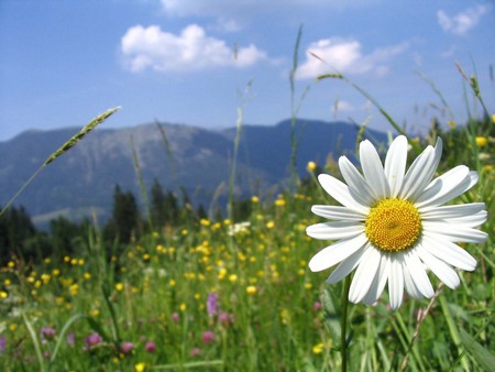 Daisy - flowers, daisies