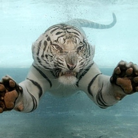 White Tiger