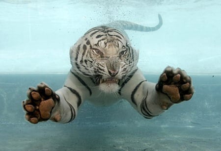 White Tiger - tigre, animal, tiger