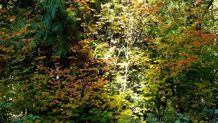 Autumns Beauty - widescreen, fall, vine maple, trees, autumn, washington