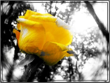 Yellow rose - flowers, roses