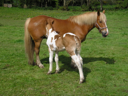 Horse - animal, cavalo, horse