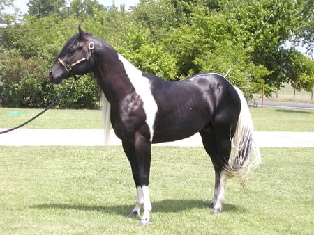 Beautiful horse