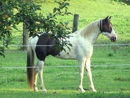 Horse - cavalo, animal, horse