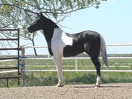 Horse - cavalo, animal, horse