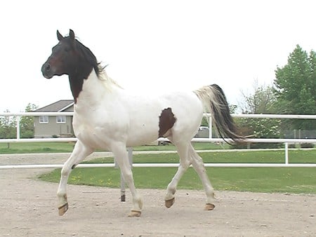 Horse - animal, cavalo, horse