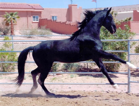 Black Stallion - cavalo, animal, horse