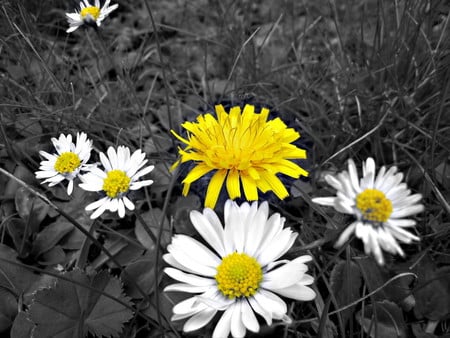 Contrast of yellow - flowers, 3d