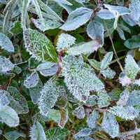 First Frost in the Forest