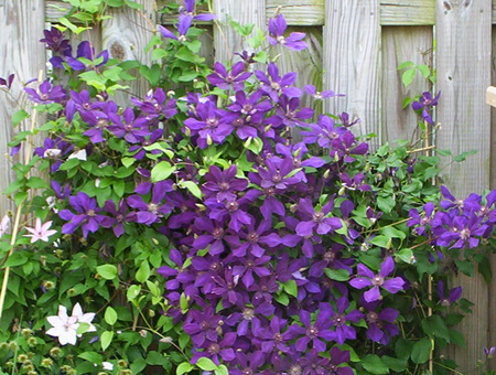 clematis - clematis, fence, purple