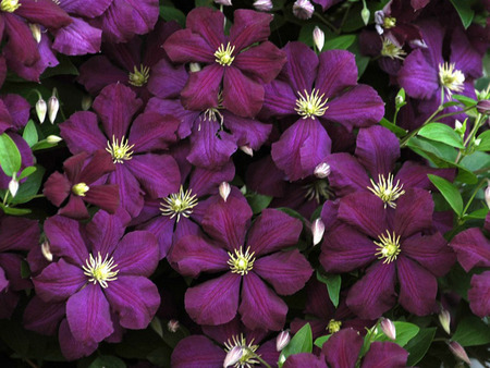 niobe - flowers, clematis, dark, purple