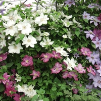 clematis