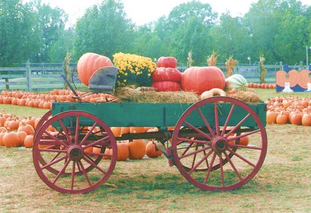 fall - wagon, patch, pumpkin