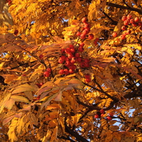 FALL BERRIES 2