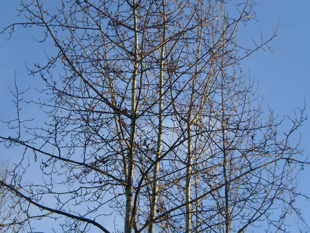 empty tree - nature, forests, trees