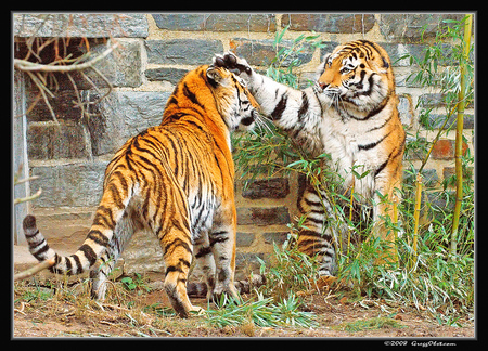 tiger fun in the zoo - playing, framed picture, zoo, two tigers