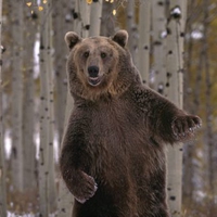 Dancing bear